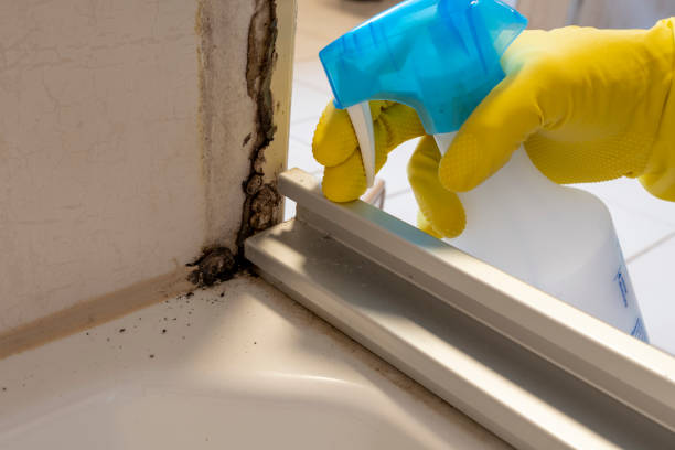 Best White Mold Remediation in Dolan Springs, AZ