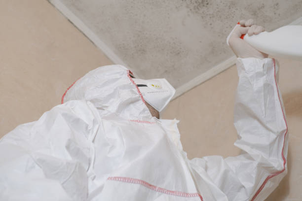 Best DIY Mold Remediation Support Services in Dolan Springs, AZ