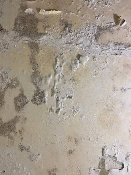 Dolan Springs, AZ Mold Remediation Company