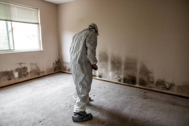 Best Attic Mold Remediation in Dolan Springs, AZ